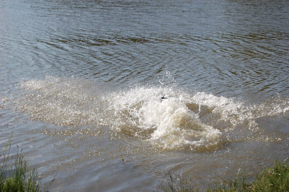 kutyapanzió